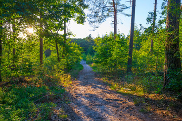 Trees in a green lush forest in bright sunlight and shadow in springtime, Voorthuizen, Barneveld, Gelderland, The Netherlands, June, 2022