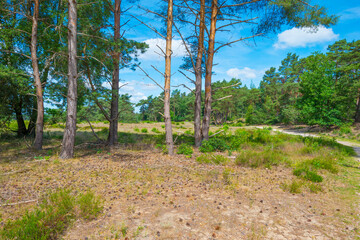 Heather and trees in glade in a forest in bright sunlight in springtime, Voorthuizen, Barneveld, Gelderland, The Netherlands, June, 2022