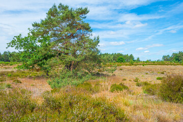 Fototapeta premium Heather and trees in glade in a forest in bright sunlight in springtime, Voorthuizen, Barneveld, Gelderland, The Netherlands, June, 2022