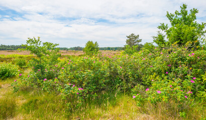 Fototapeta na wymiar Heather and trees in glade in a forest in bright sunlight in springtime, Voorthuizen, Barneveld, Gelderland, The Netherlands, June, 2022