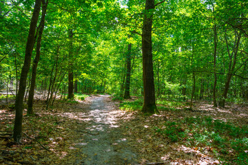 Trees in a green lush forest in bright sunlight and shadow in springtime, Voorthuizen, Barneveld, Gelderland, The Netherlands, June, 2022