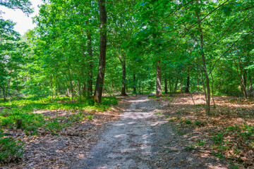 Trees in a green lush forest in bright sunlight and shadow in springtime, Voorthuizen, Barneveld, Gelderland, The Netherlands, June, 2022