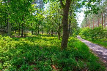 Fototapeta na wymiar Trees in a green lush forest in bright sunlight and shadow in springtime, Voorthuizen, Barneveld, Gelderland, The Netherlands, June, 2022