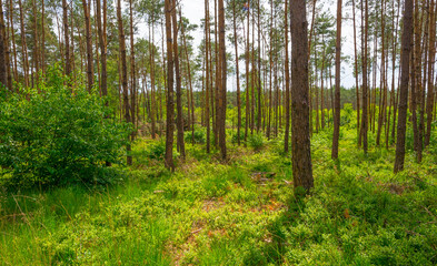 Obraz premium Trees in a green lush forest in bright sunlight and shadow in springtime, Voorthuizen, Barneveld, Gelderland, The Netherlands, June, 2022