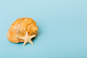 Beach seashells on colored background. Mock up with copy space