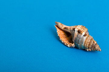 Beach seashells on colored background. Mock up with copy space