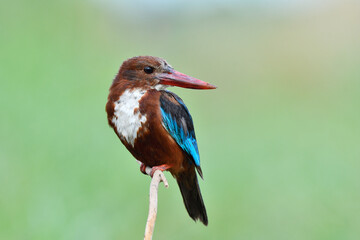 lonely bird sitting on plain wooden stick, white-throated kingfisher