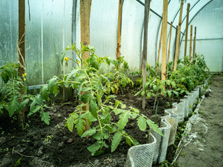 Tomato seedlings in a greenhouse. Growing greenhouse fruit plants.