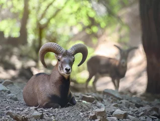 Poster Animal portrait of wild Cyprus mouflon in natural habitat. Troodos mountains, Cyprus © ChaoticDesignStudio