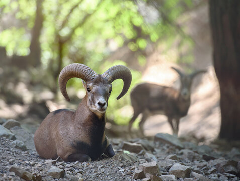 Animal portrait of wild Cyprus mouflon in natural habitat. Troodos mountains, Cyprus