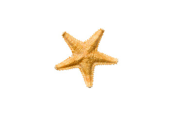 Natural yellow starfish isolated on white background top view