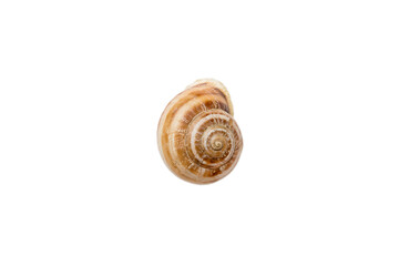 Spiral shell isolated on white background. perspective view. natural seashell