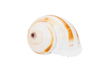 Sea shell isolated on white background. Close up seashell top view