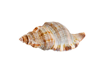 Sea shell isolated on white background. Close up seashell top view