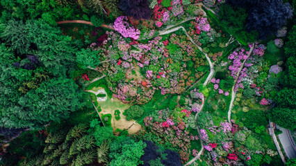 Aerial top down view of colorful blooming rhododendron shrubs among the trees in the Oasi Zegna, natural area and tourist attraction in Piedmont, Italy. Natural background, drone photography.