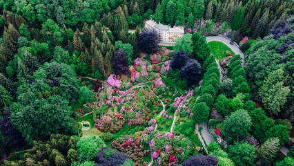 Aerial view of colorful blooming rhododendron shrubs among the trees in the Oasi Zegna, natural area and tourist attraction in the Province of Biella, Piedmont, Italy.