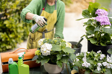 Woman taking care of flowers, spraying hydrangea leaves with pesticide in the garden . Concept of...