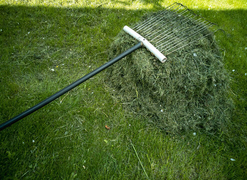 A stack of cut grass on the lawn and a rake.