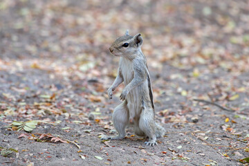 Indian palm squirrel or three-striped palm squirrel (Funambulus palmarum) observed standing up at Bera in Rajasthan, India