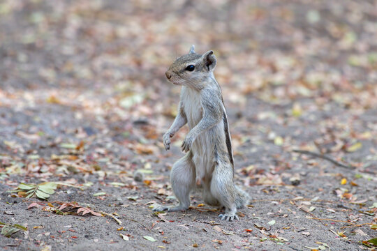 Indian palm squirrel or three-striped palm squirrel (Funambulus palmarum) observed standing up at Bera in Rajasthan, India