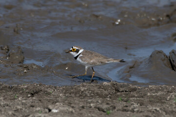 A little ringed plover (Charadrius dubius) spotted on the banks of the Jawai Dam near Bera in Rajasthan, India