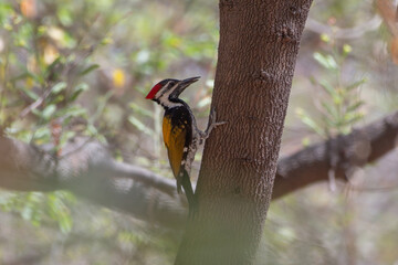 Black-rumped flameback (Dinopium benghalense), also known as the lesser golden-backed woodpecker or lesser goldenback observed in Bera in Rajasthan, India