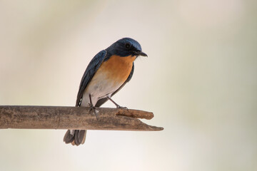 Tickell's blue flycatcher (Cyornis tickelliae) spotted in Bera in Rajasthan, India