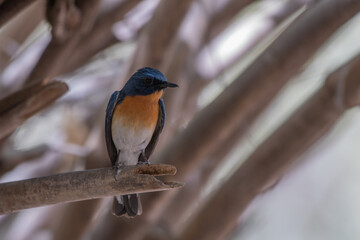 Tickell's blue flycatcher (Cyornis tickelliae) spotted in Bera in Rajasthan, India