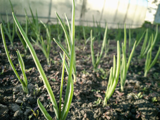 Obraz premium Green onion feathers in the garden. Growing Allium. Spring Green.