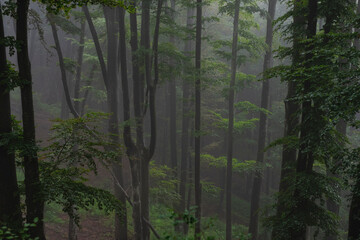 Birch forest on mountain on foggy day.
