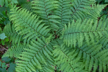 Farn, im Wald am Wegesrand