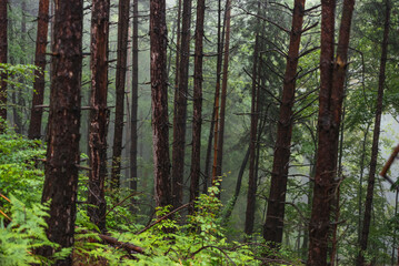 Photo of pine forest on foggy day