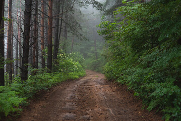 Obraz premium Mud mountain road through foggy forest