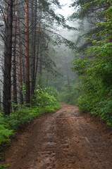 Mud mountain road through foggy forest