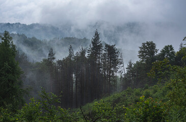 Remains of pine forest on foggy day