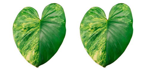 Homalomena variegated on white background ioslate picture