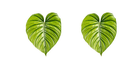 Philodendron  columbiagreen leaves isolated on white background © Jeerasit