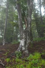 Birch forest on mountain on foggy day.