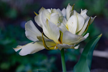 Nahaufnahme einer wunderschönen, gefüllten Tulpe
