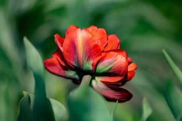 Wunderschöne gefüllte, rote Tulpe im Frühling