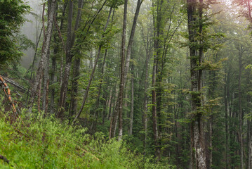 Fototapeta na wymiar Birch forest on mountain on foggy day.