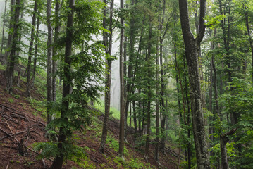 Birch forest on mountain on foggy day.