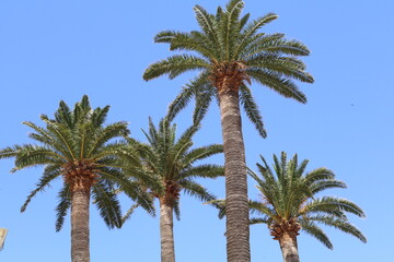 Obraz premium Palm trees set against a clear blue sky, Corsica, France