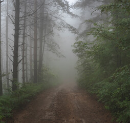 Obraz premium Mud mountain road through foggy forest