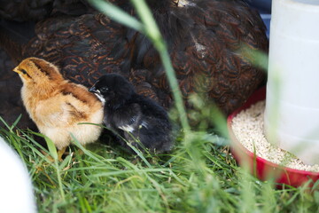 Baby chicks on a small farm in the country. Small scale poultry farming in Ontario, Canada.