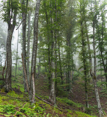 Fototapeta na wymiar Birch forest on mountain on foggy day.