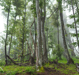 Birch forest on mountain on foggy day.
