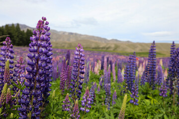field of lavender