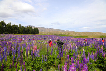 lavender field in region