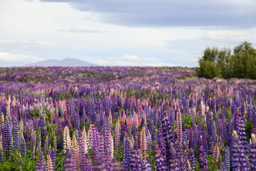 field of lavender